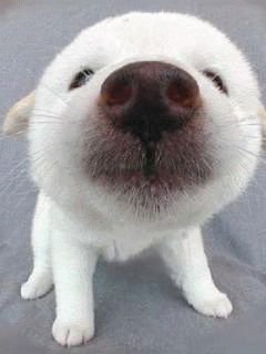 animaciya 240 320 Humor 0041.gif